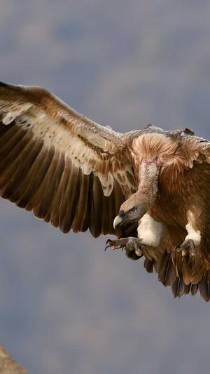 小旋风万能蜘蛛池模板截图2