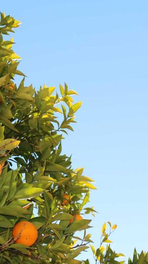 天津seo排名截图1