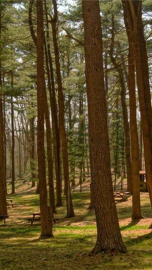 seo网址优化截图2