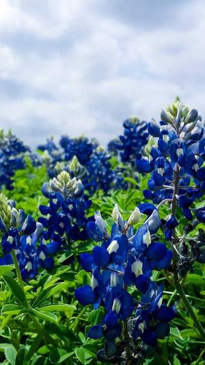 沉默蜘蛛池驱动截图2