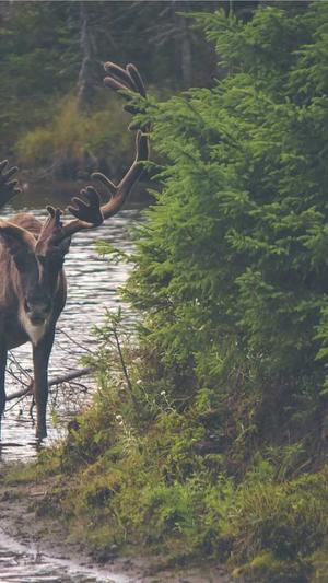 百度蜘蛛池收录查询截图4