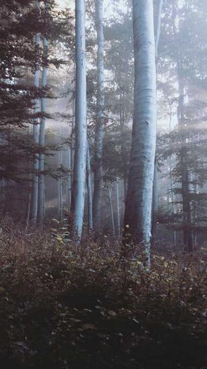 站内seo优化截图1