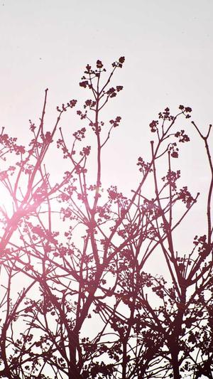 蜘蛛池服务器配置要求截图4