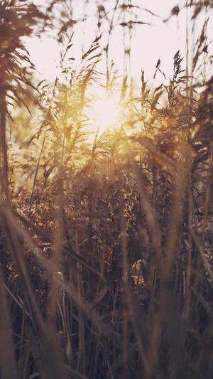 泛目录解析站群视频站截图1