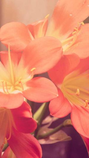 小说泛目录源码截图3