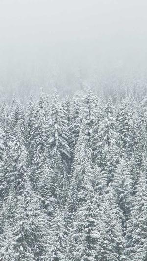 seo泛目录使用教程截图4